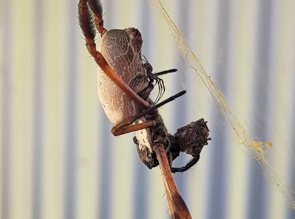 Male (sexual advance) taking advantage of the female Golden Orb-weaver Spider preoccupied with eating.