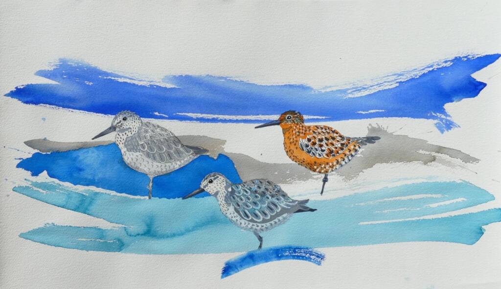 Artist Margaret Worthington - Red Knot (Calidris canutus)