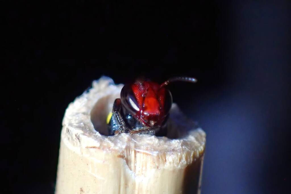 Bee hotel - Meroglossa rubricata, Geraldton WA © Gary Taylor