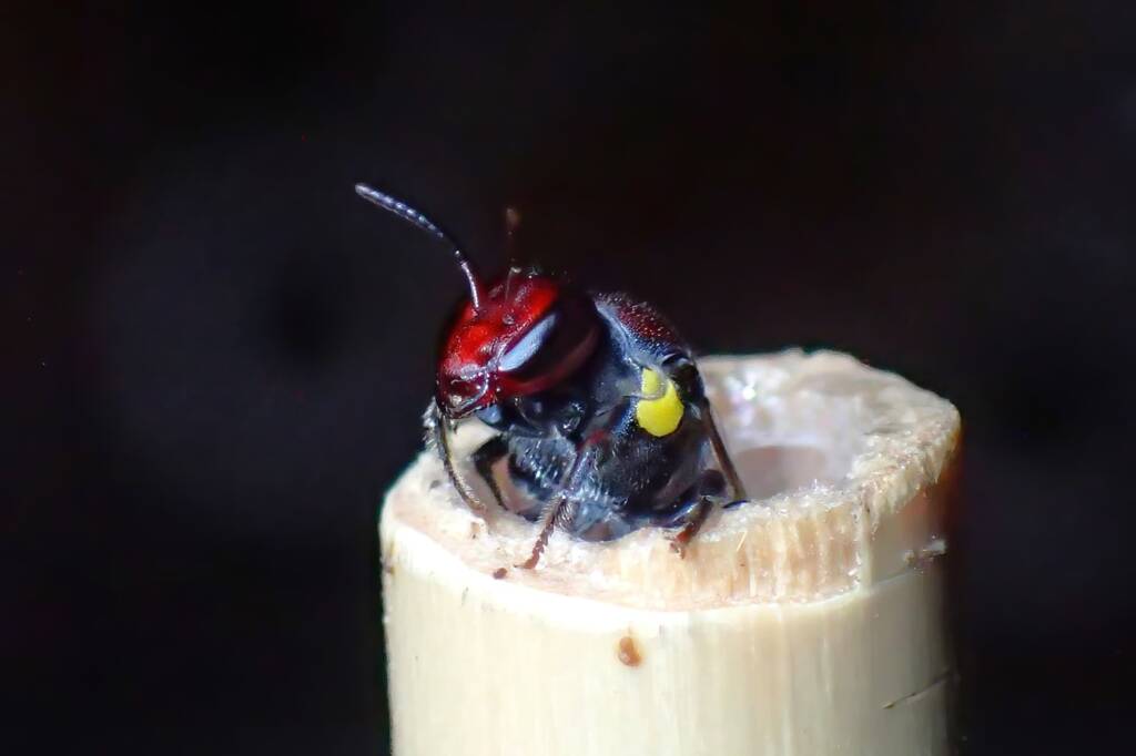 Bee hotel - Meroglossa rubricata, Geraldton WA © Gary Taylor