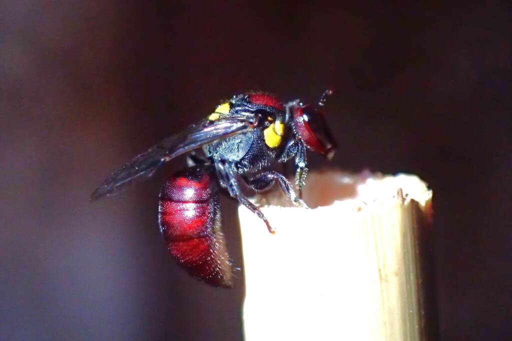 Bee hotel - Meroglossa rubricata, Geraldton WA © Gary Taylor