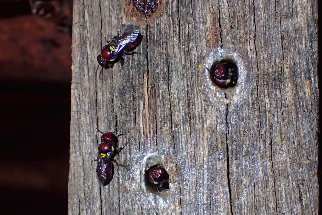 Bee hotel - Meroglossa rubricata, Geraldton WA © Gary Taylor