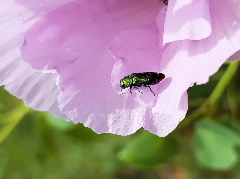 Neospades sp (possibly Neospades chrysopygia), Olive Pink Botanic Garden, Alice Springs NT