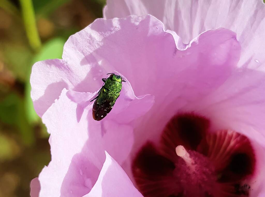 Neospades sp (possibly Neospades chrysopygia), Olive Pink Botanic Garden, Alice Springs NT