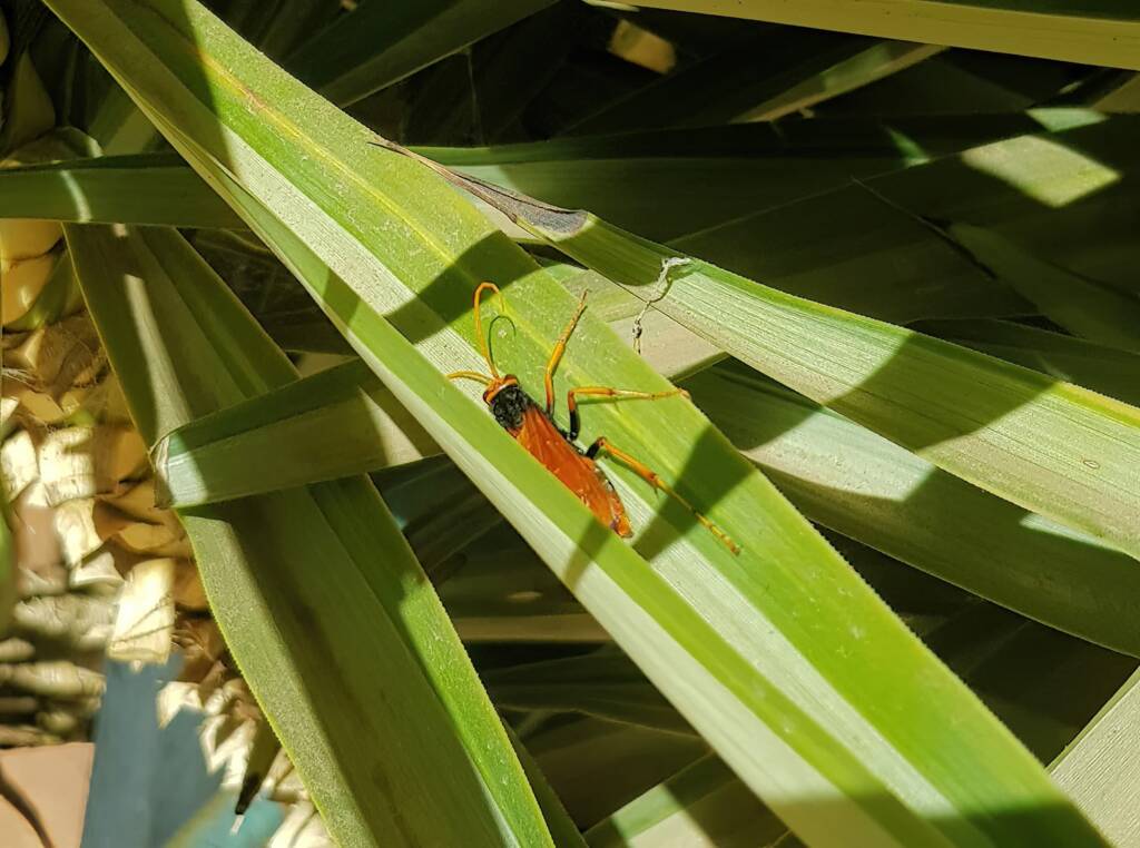 Orange Spider Wasp (Cryptocheilus bicolor), Alice Springs NT