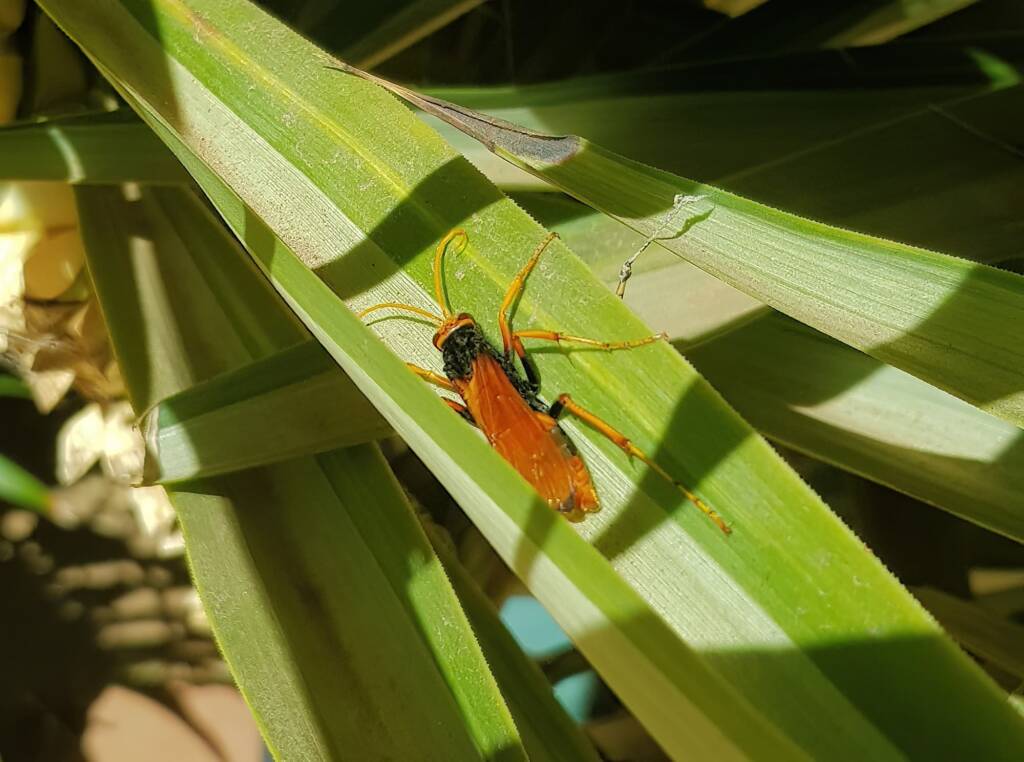 Orange Spider Wasp (Cryptocheilus bicolor), Alice Springs NT