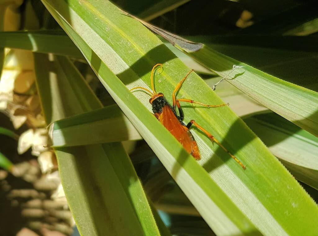 Orange Spider Wasp (Cryptocheilus bicolor), Alice Springs NT