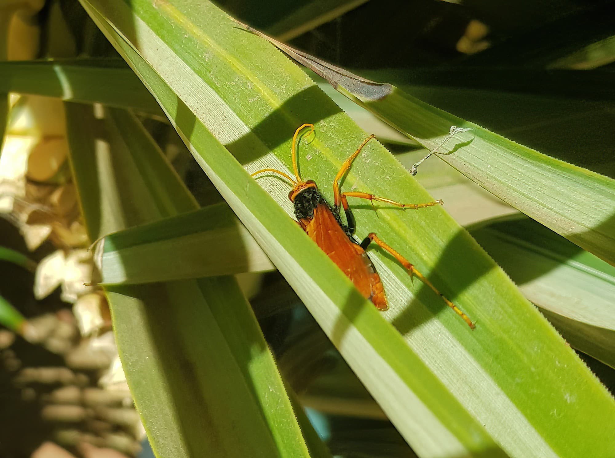 Orange Spider Wasp (Cryptocheilus bicolor), Alice Springs NT