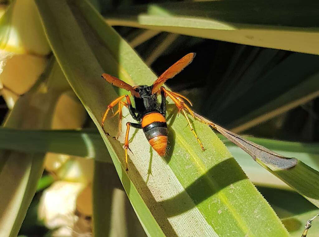 Orange Spider Wasp (Cryptocheilus bicolor), Alice Springs NT