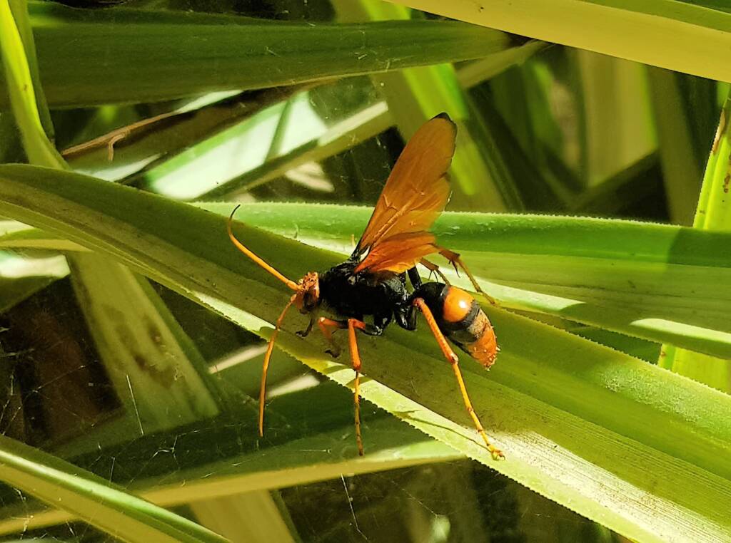 Orange Spider Wasp (Cryptocheilus bicolor), Alice Springs NT