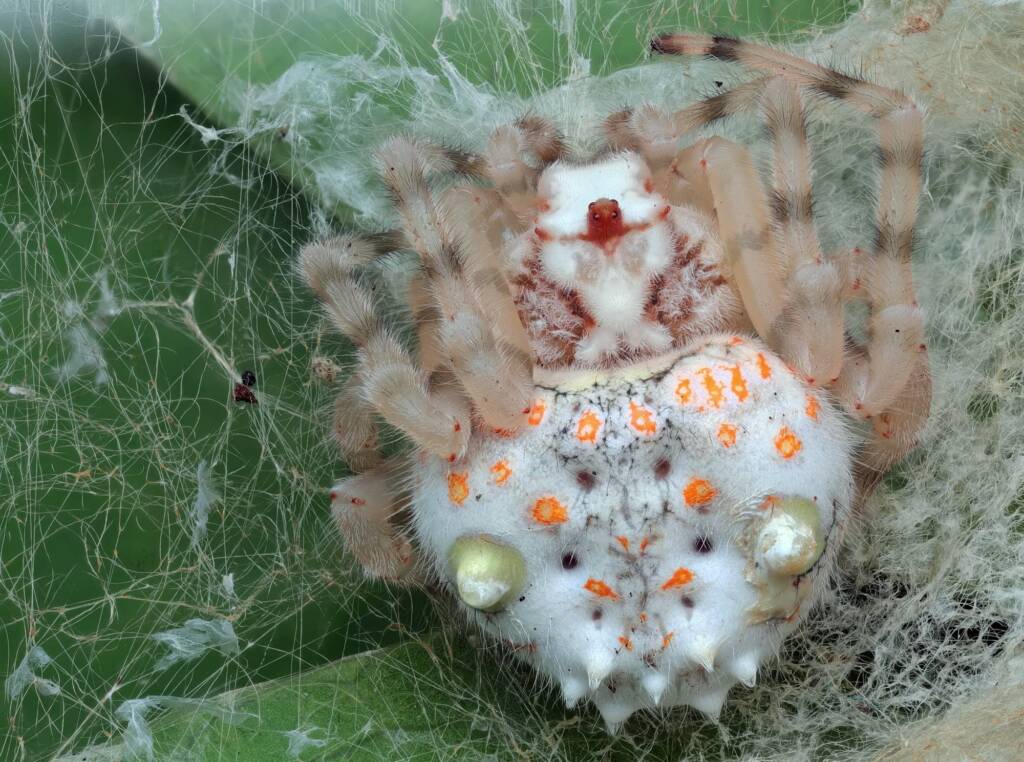 Magnificent Spider (Ordgarius magnificus), Patonga NSW © Michael Doe