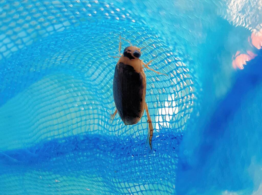 Eretes australis (subfamily Dytiscinae), Alice Springs NT