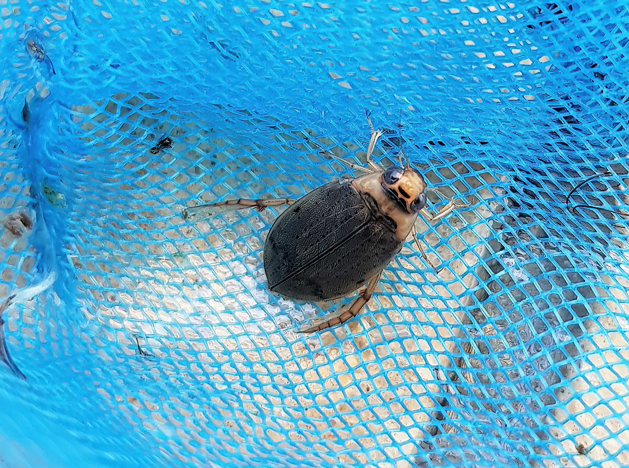 Eretes australis (subfamily Dytiscinae), Alice Springs NT