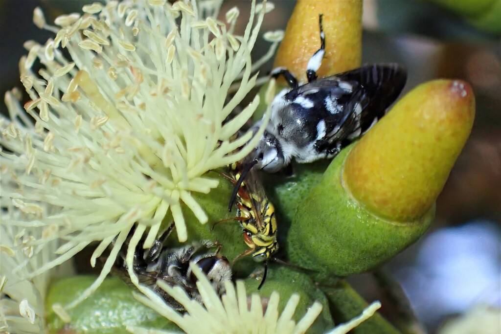 Thyreus waroonensis (Waroona Cuckoo bee), flower wasp and Lipotriches (Austranomia) australica, snoozing in the Platypus buds, Midwest WA © Gary Taylor