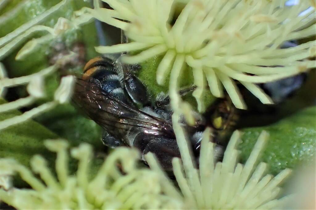 Thyreus waroonensis (Waroona Cuckoo bee), flower wasp and Lipotriches (Austranomia) australica, snoozing in the Platypus buds, Midwest WA © Gary Taylor