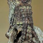 Poltys sp (Twig Spider), Narara NSW © Michael Doe