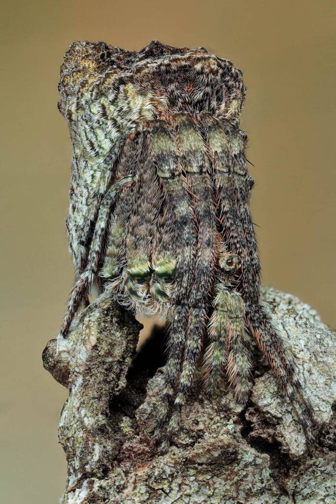Poltys sp (Twig Spider), Narara NSW © Michael Doe