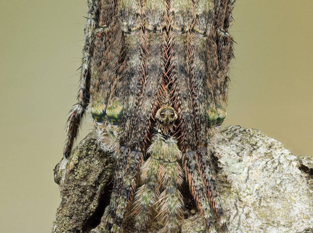 Poltys sp (Twig Spider), Narara NSW © Michael Doe