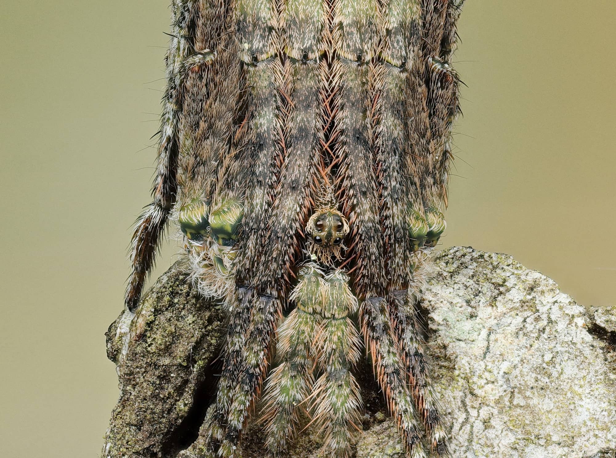Poltys sp (Twig Spider), Narara NSW © Michael Doe