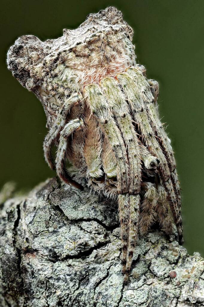Poltys sp (Twig Spider), Woy Woy Bay NSW © Michael Doe