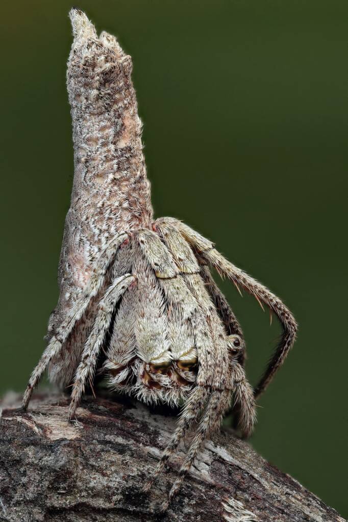 Poltys sp (Twig Spider), Woy Woy Bay NSW © Michael Doe