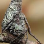 Poltys sp (Twig Spider), Woy Woy Bay NSW © Michael Doe