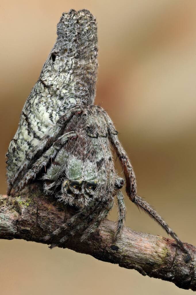 Poltys sp (Twig Spider), Woy Woy Bay NSW © Michael Doe
