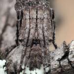 Poltys sp (Twig Spider), Woy Woy Bay NSW © Michael Doe