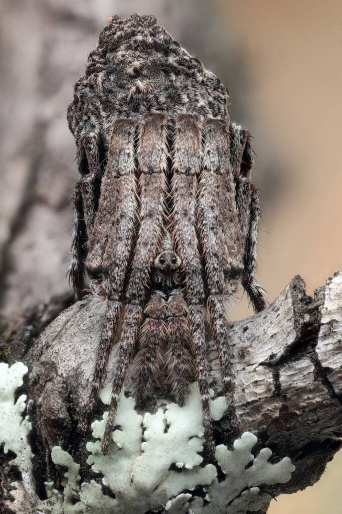 Poltys sp (Twig Spider), Woy Woy Bay NSW © Michael Doe