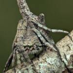 Poltys sp (Twig Spider), Woy Woy Bay NSW © Michael Doe