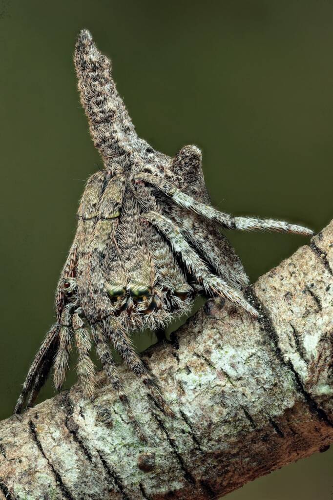Poltys sp (Twig Spider), Woy Woy Bay NSW © Michael Doe
