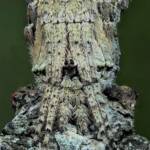 Poltys sp (Twig Spider), Woy Woy Bay NSW © Michael Doe