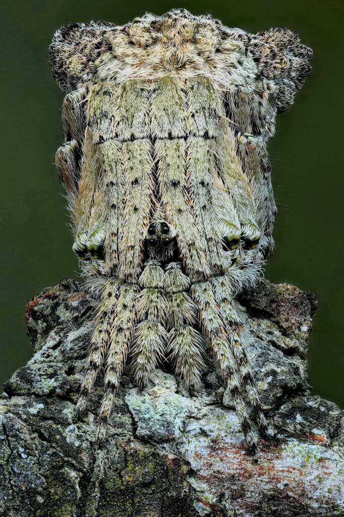 Poltys sp (Twig Spider), Woy Woy Bay NSW © Michael Doe
