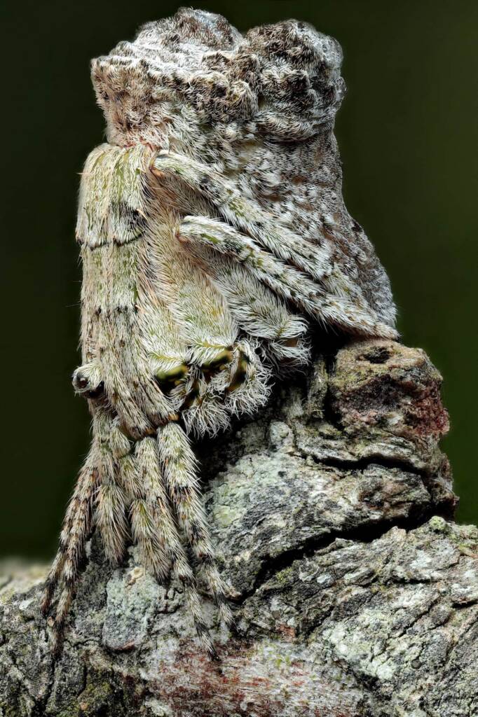 Poltys sp (Twig Spider), Woy Woy Bay NSW © Michael Doe