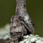 Poltys sp (Twig Spider), Woy Woy Bay NSW © Michael Doe