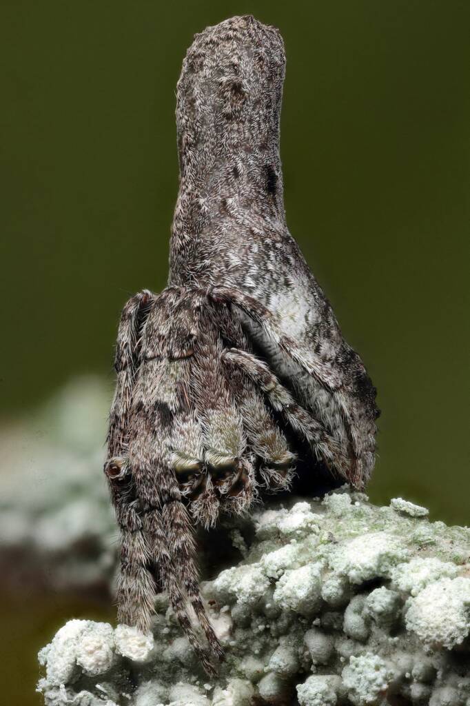 Poltys sp (Twig Spider), Woy Woy Bay NSW © Michael Doe