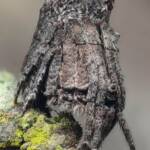 Poltys sp (Twig Spider), Woy Woy Bay NSW © Michael Doe