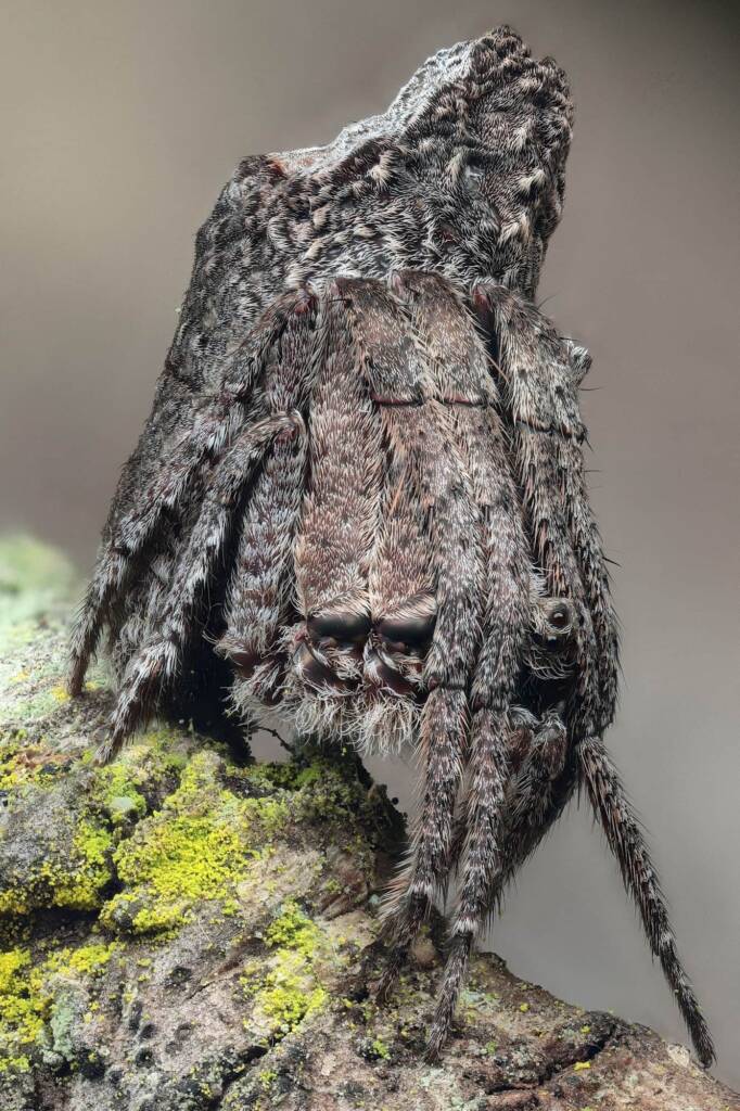 Poltys sp (Twig Spider), Woy Woy Bay NSW © Michael Doe