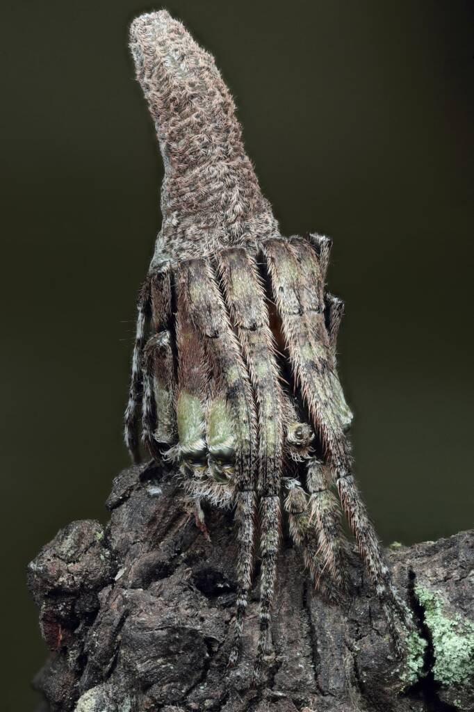 Poltys sp (Twig Spider), Woy Woy Bay NSW © Michael Doe