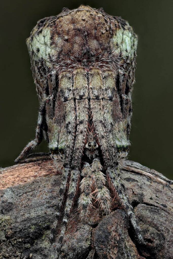 Poltys sp (Twig Spider), Woy Woy Bay NSW © Michael Doe