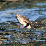 Red-kneed Dotterel (Erythrogonys cinctus), Alice Springs Sewage Ponds © Dorothy Latimer
