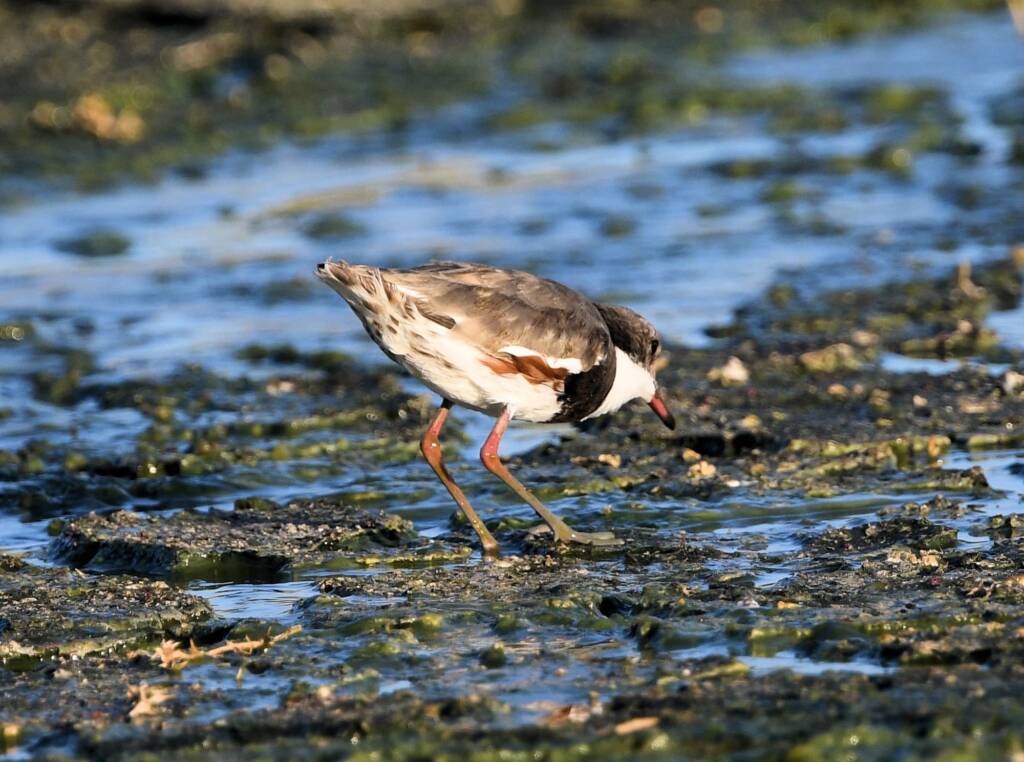 Red-kneed Dotterel (Erythrogonys cinctus), Alice Springs Sewage Ponds © Dorothy Latimer