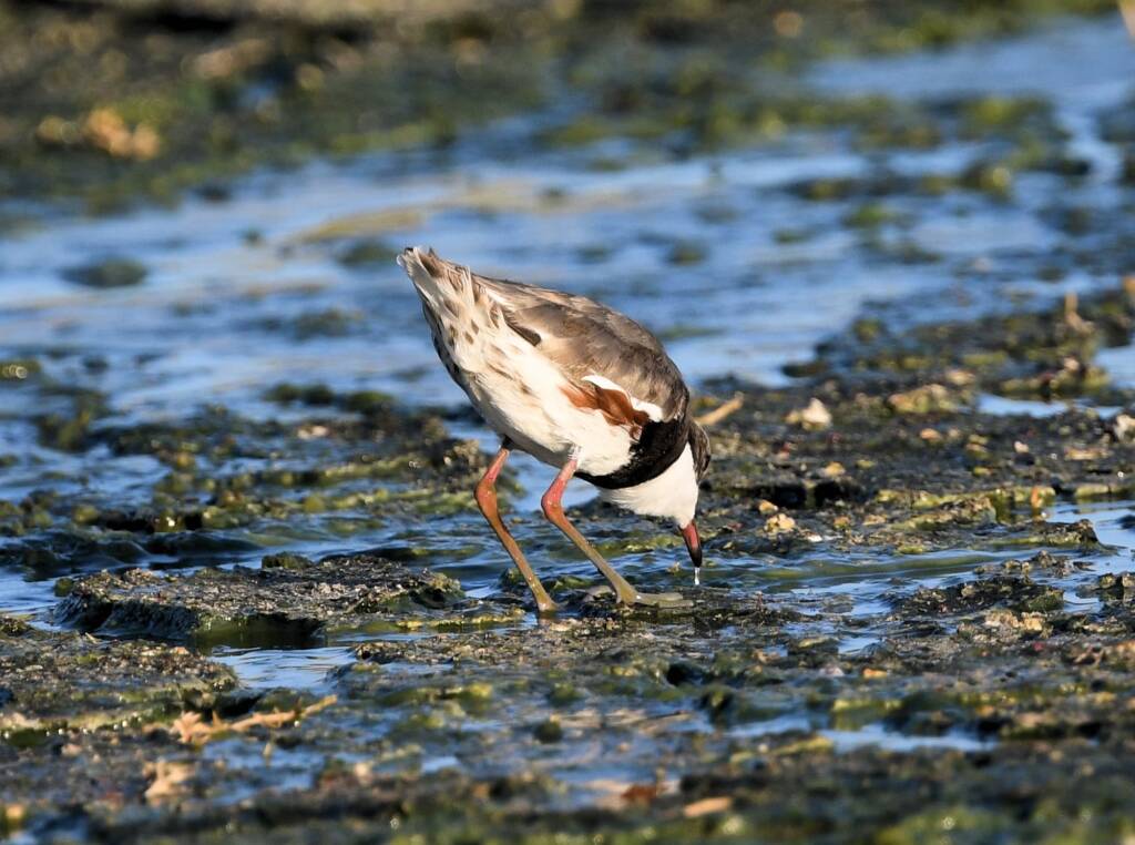 Red-kneed Dotterel (Erythrogonys cinctus), Alice Springs Sewage Ponds © Dorothy Latimer