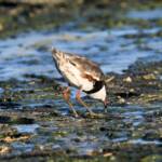 Red-kneed Dotterel (Erythrogonys cinctus), Alice Springs Sewage Ponds © Dorothy Latimer