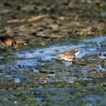 Red-kneed Dotterel (Erythrogonys cinctus), Alice Springs Sewage Ponds © Dorothy Latimer