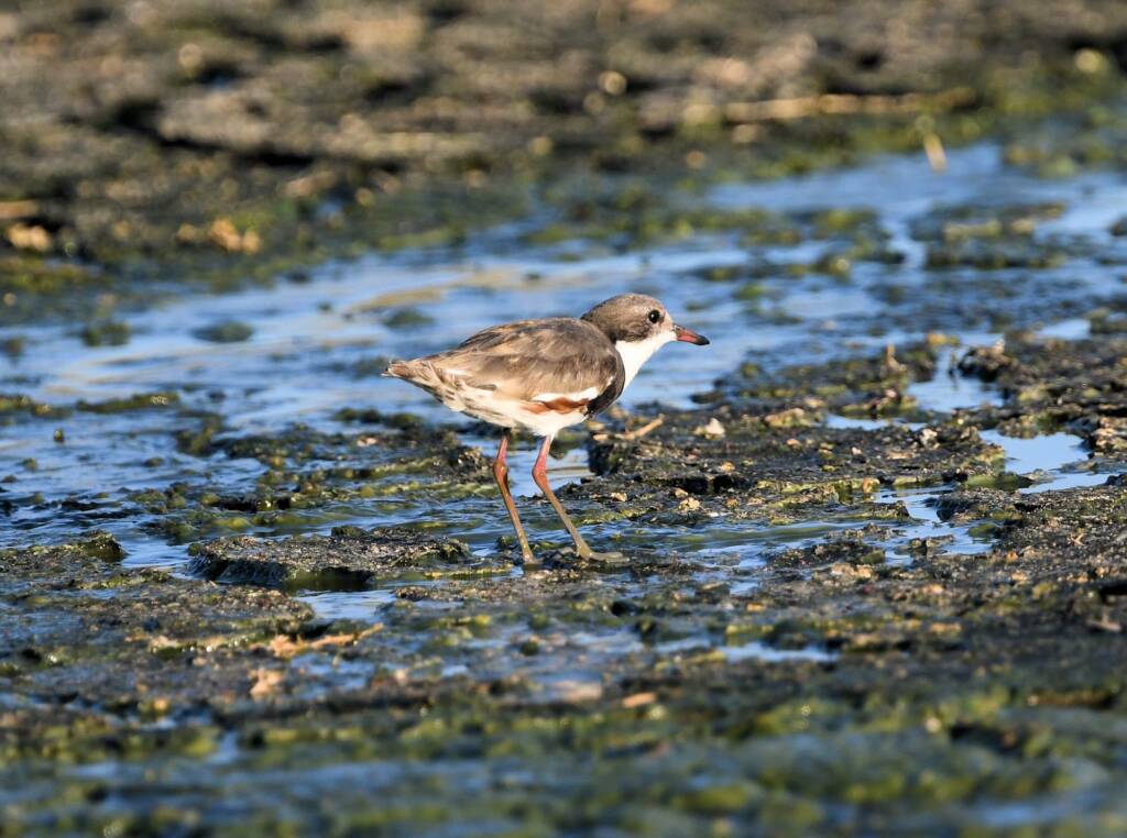 Red-kneed Dotterel (Erythrogonys cinctus), Alice Springs Sewage Ponds © Dorothy Latimer