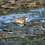Red-kneed Dotterel (Erythrogonys cinctus), Alice Springs Sewage Ponds © Dorothy Latimer