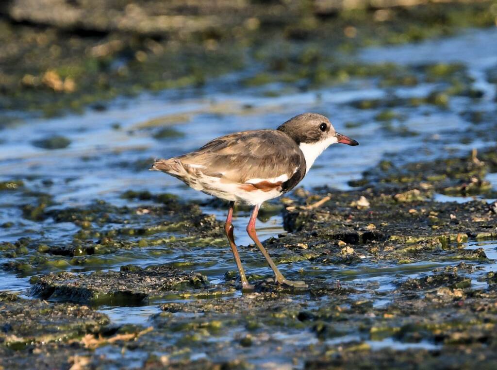 Red-kneed Dotterel (Erythrogonys cinctus), Alice Springs Sewage Ponds © Dorothy Latimer