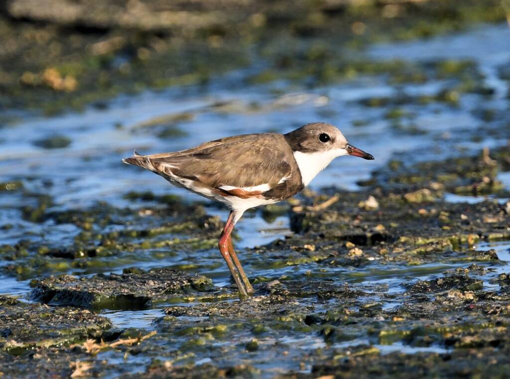 Red-kneed Dotterel (Erythrogonys cinctus), Alice Springs Sewage Ponds © Dorothy Latimer
