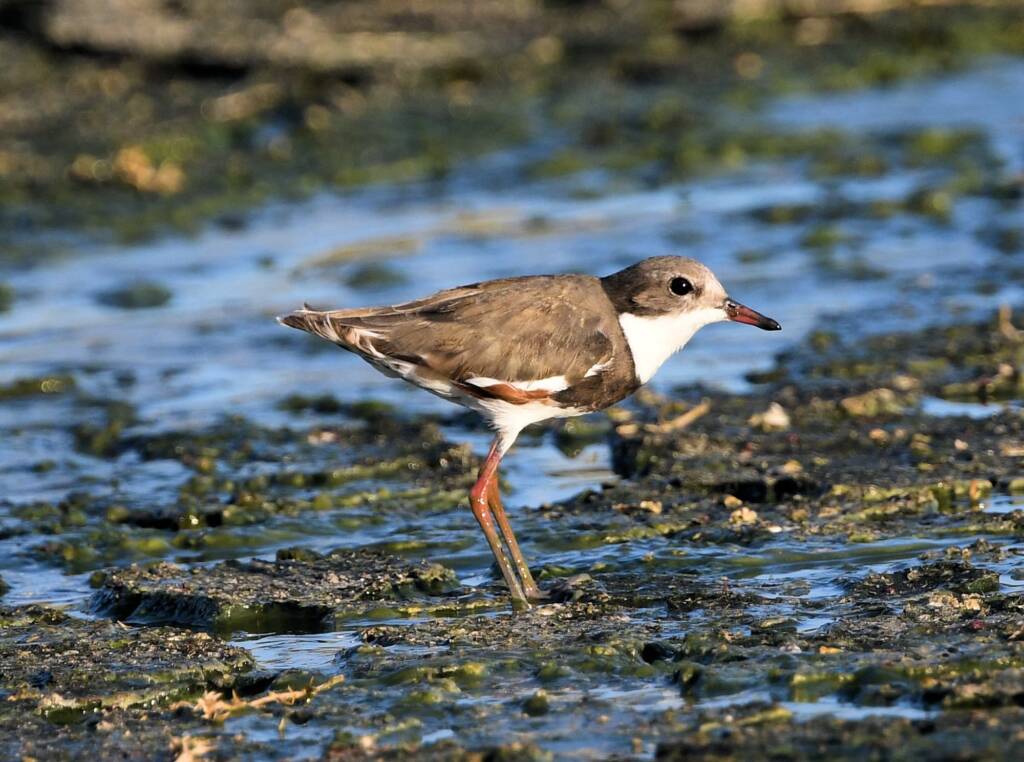 Red-kneed Dotterel (Erythrogonys cinctus), Alice Springs Sewage Ponds © Dorothy Latimer